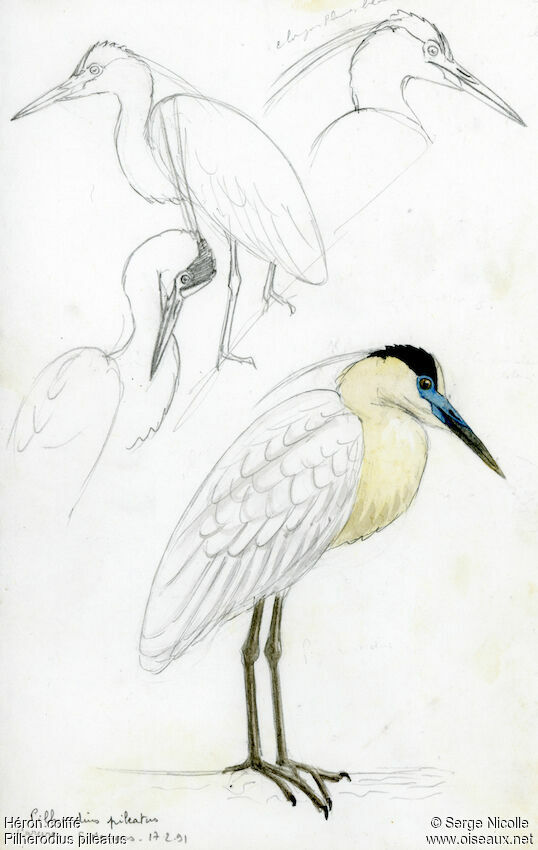 Capped Heron, identification