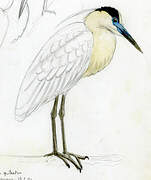 Capped Heron