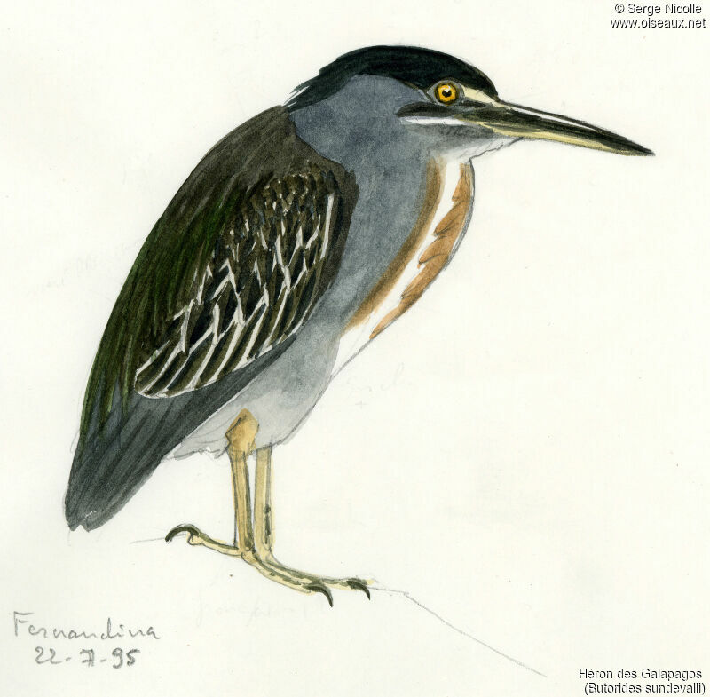 Héron des Galapagos, identification