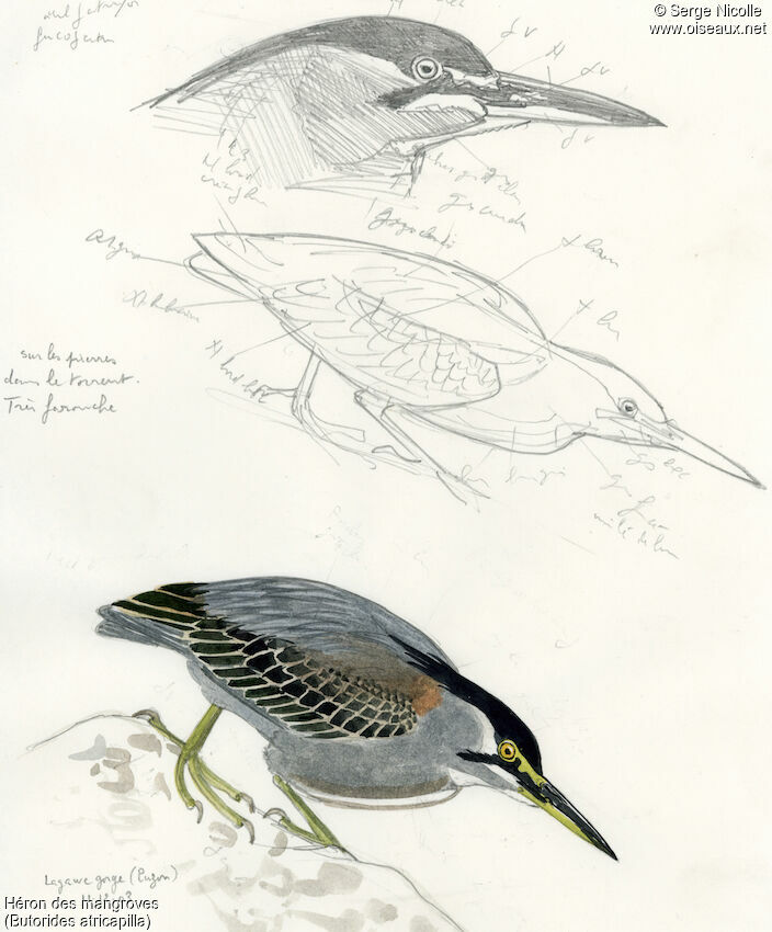 Héron des mangroves