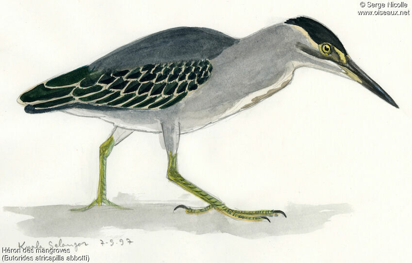 Héron des mangroves