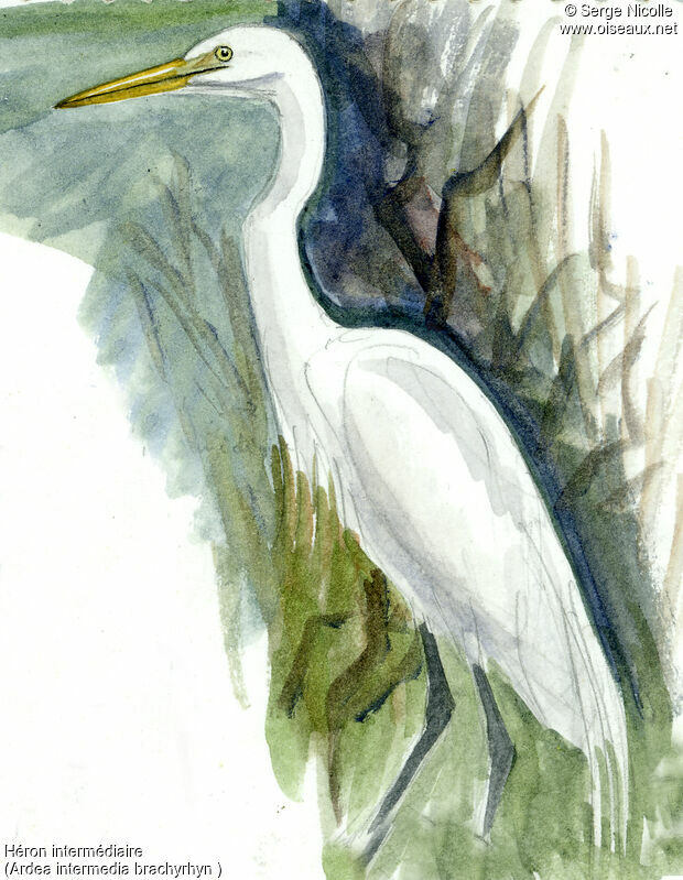 Medium Egret, identification
