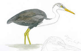 Pied Heron