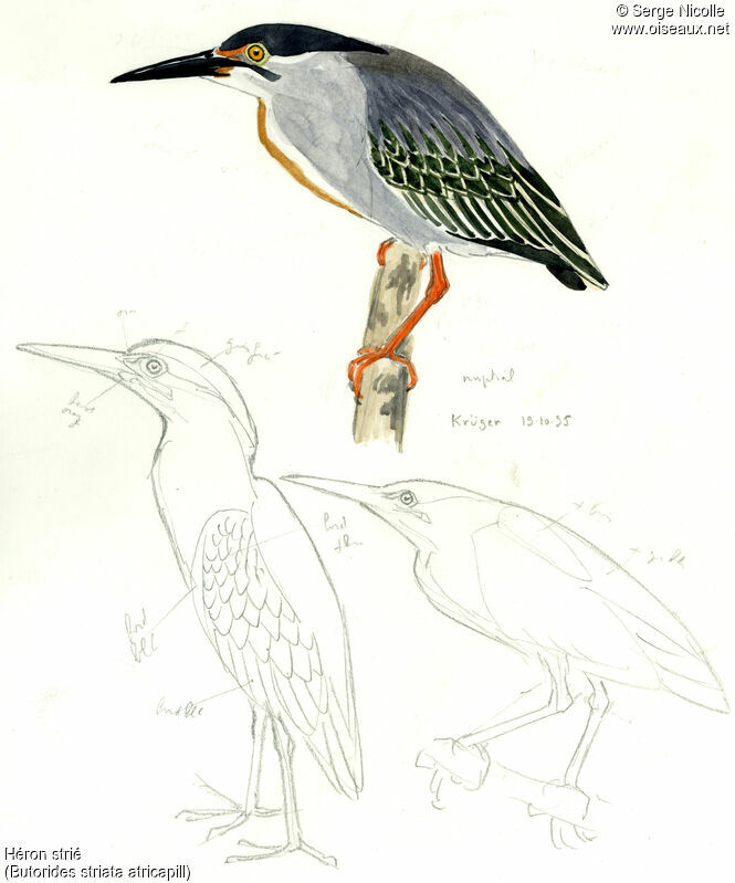 Striated Heron, identification