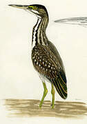 Striated Heron