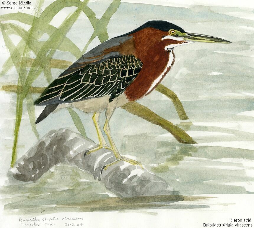 Striated Heron, identification