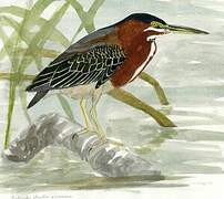 Striated Heron