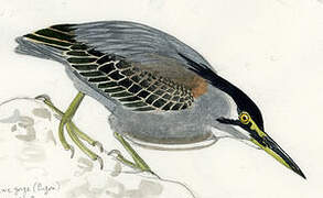 Striated Heron