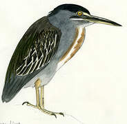 Striated Heron