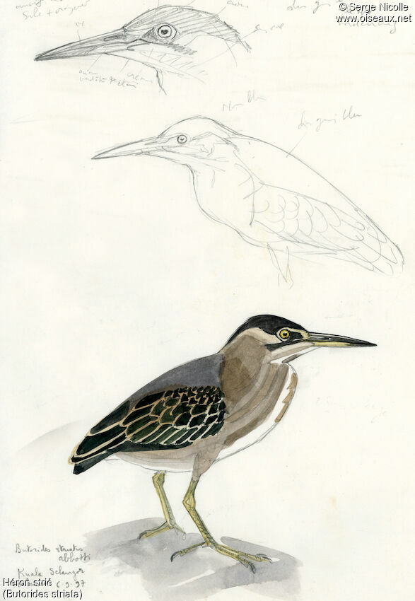 Striated Heron, identification