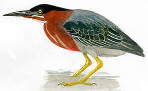 Green Heron