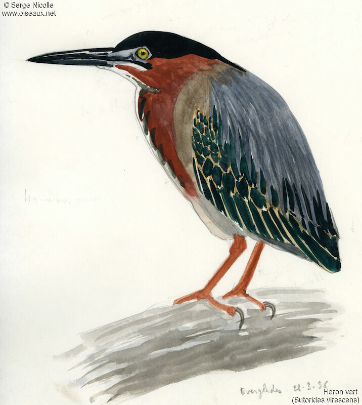 Green Heron, identification