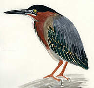 Green Heron