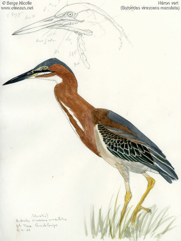 Green Heron, identification