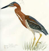 Green Heron