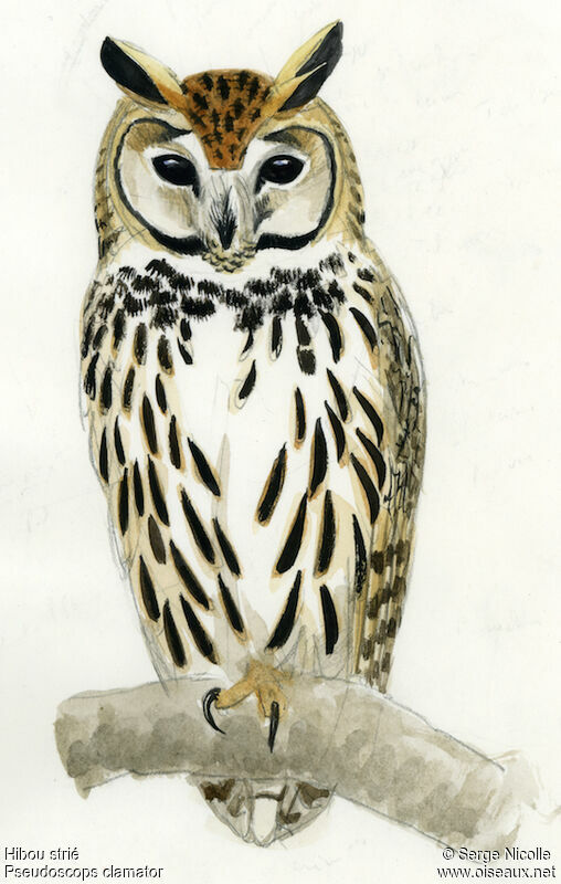 Striped Owl, identification