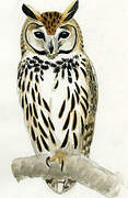 Striped Owl