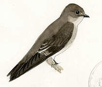 Northern Rough-winged Swallow