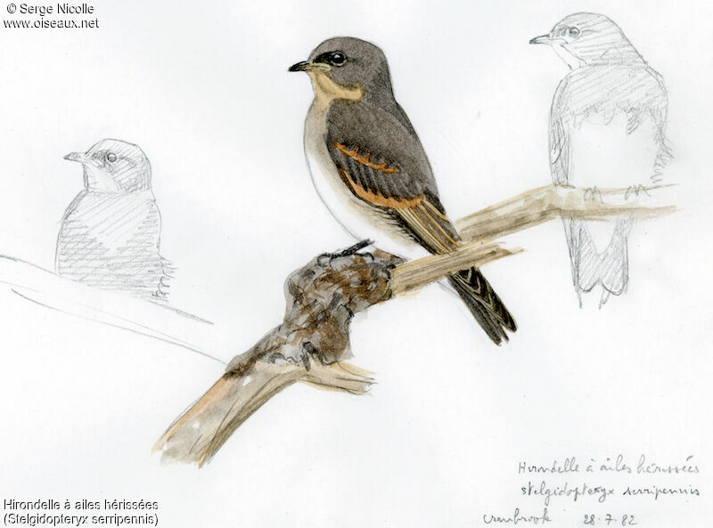 Northern Rough-winged Swallowjuvenile, identification