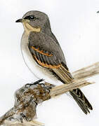 Northern Rough-winged Swallow