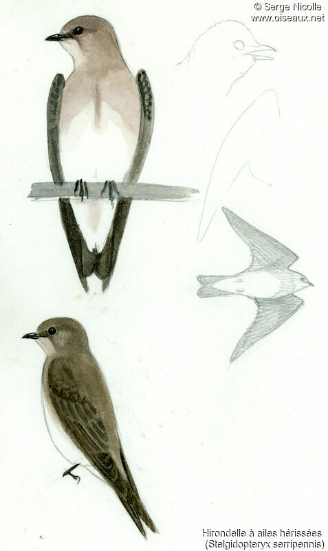 Hirondelle à ailes hérissées, identification