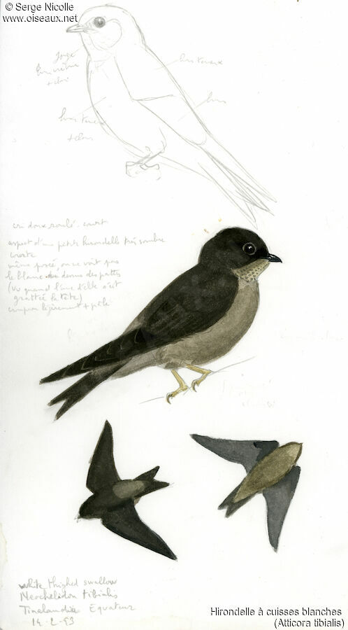 White-thighed Swallow, identification