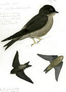 White-thighed Swallow