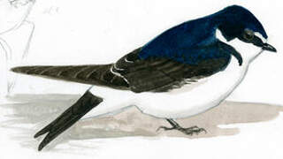 White-rumped Swallow