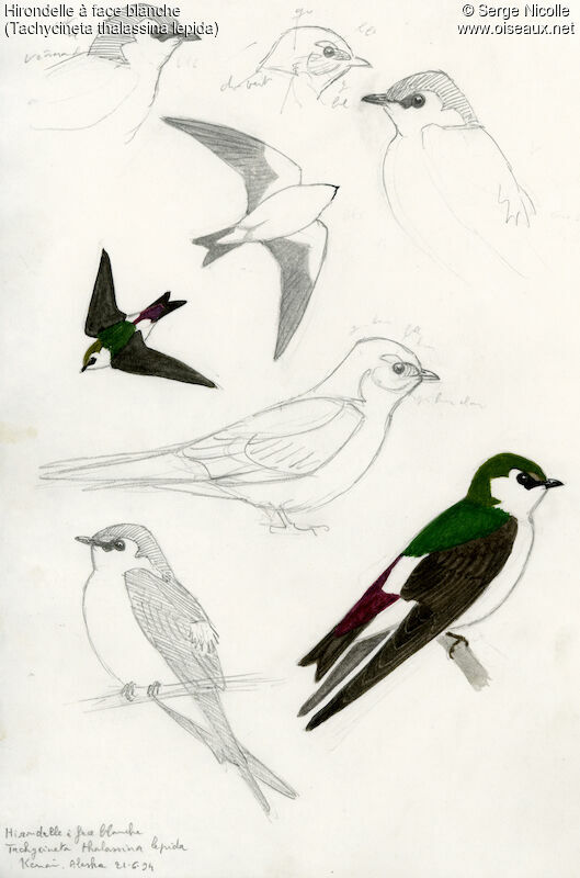 Violet-green Swallow, identification