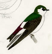 Violet-green Swallow