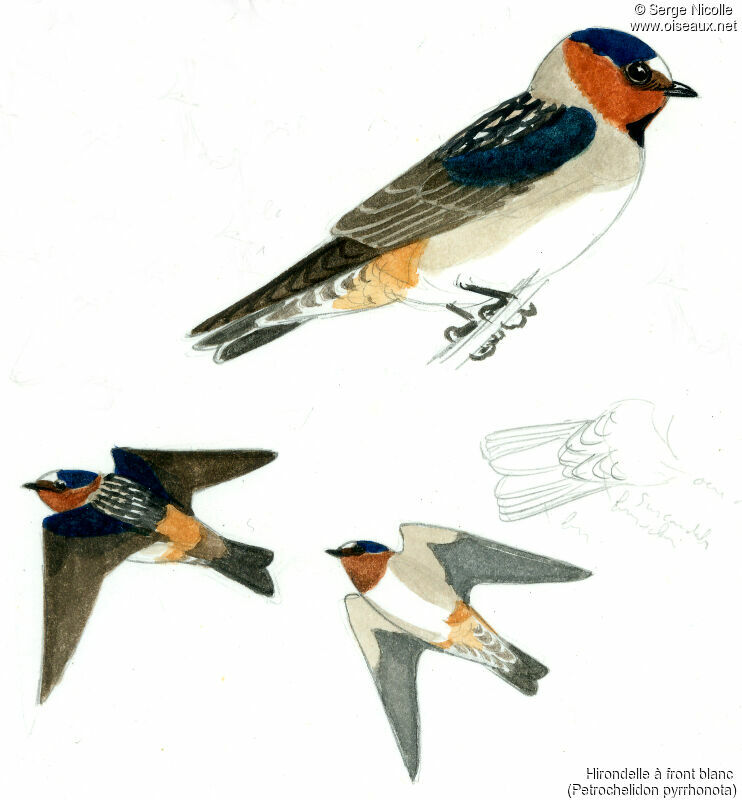 American Cliff Swallow, identification