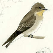 Southern Rough-winged Swallow