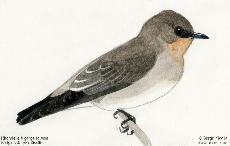 Southern Rough-winged Swallow, identification