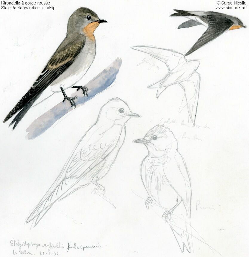 Southern Rough-winged Swallow, identification