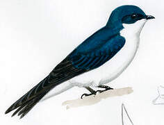 Tree Swallow