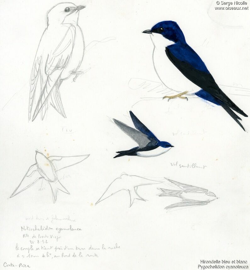 Blue-and-white Swallow, identification