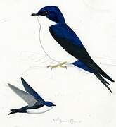 Blue-and-white Swallow