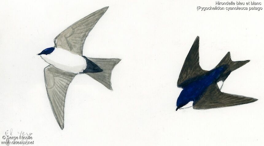 Blue-and-white Swallow, identification