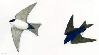 Blue-and-white Swallow