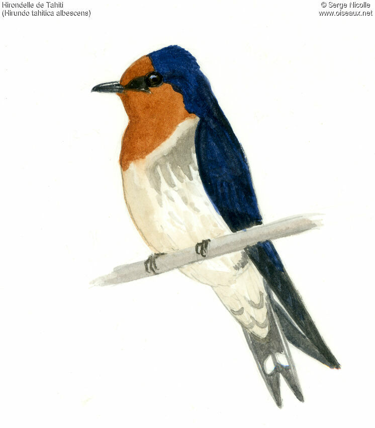 Tahiti Swallow, identification