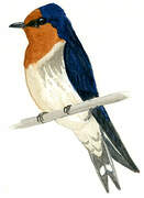 Pacific Swallow