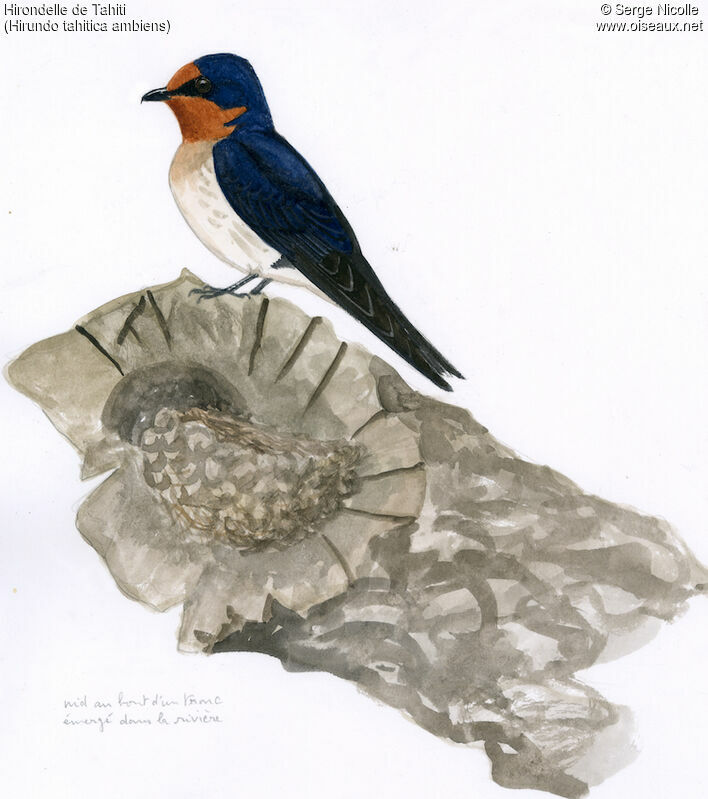 Pacific Swallow, identification
