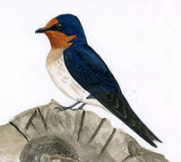 Pacific Swallow