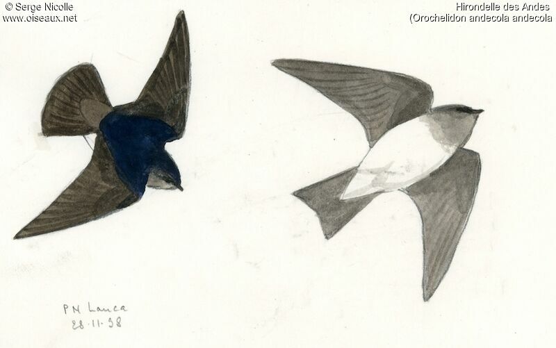 Andean Swallow, identification