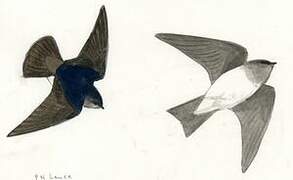 Andean Swallow