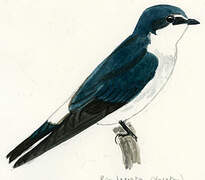 Mangrove Swallow