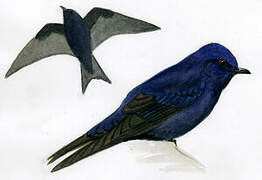 Purple Martin