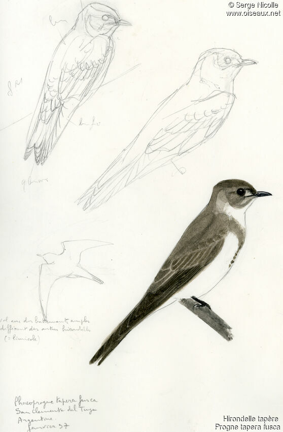 Hirondelle tapère, identification