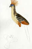 Opisthocomiformes