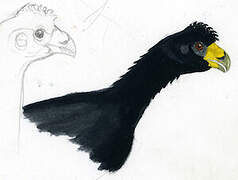 Black Curassow